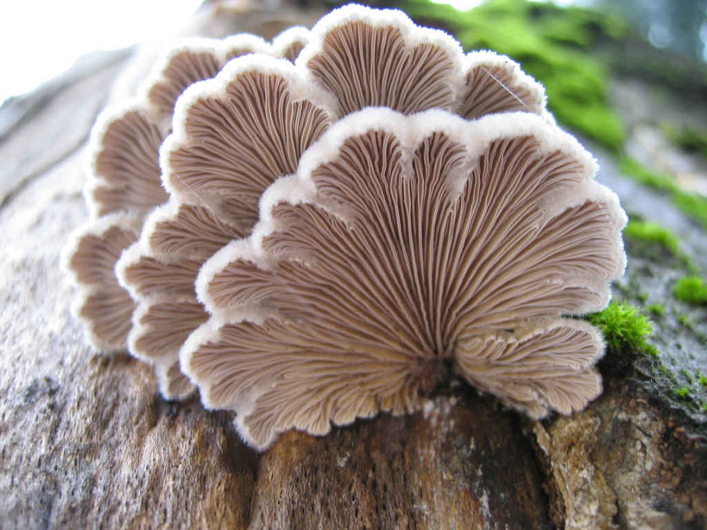 2005 :  Un anno di funghi